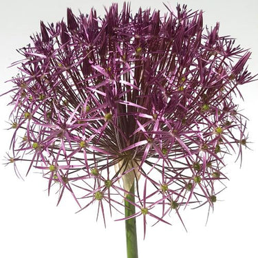 Allium Tall 'Christophii' , Star of Persia